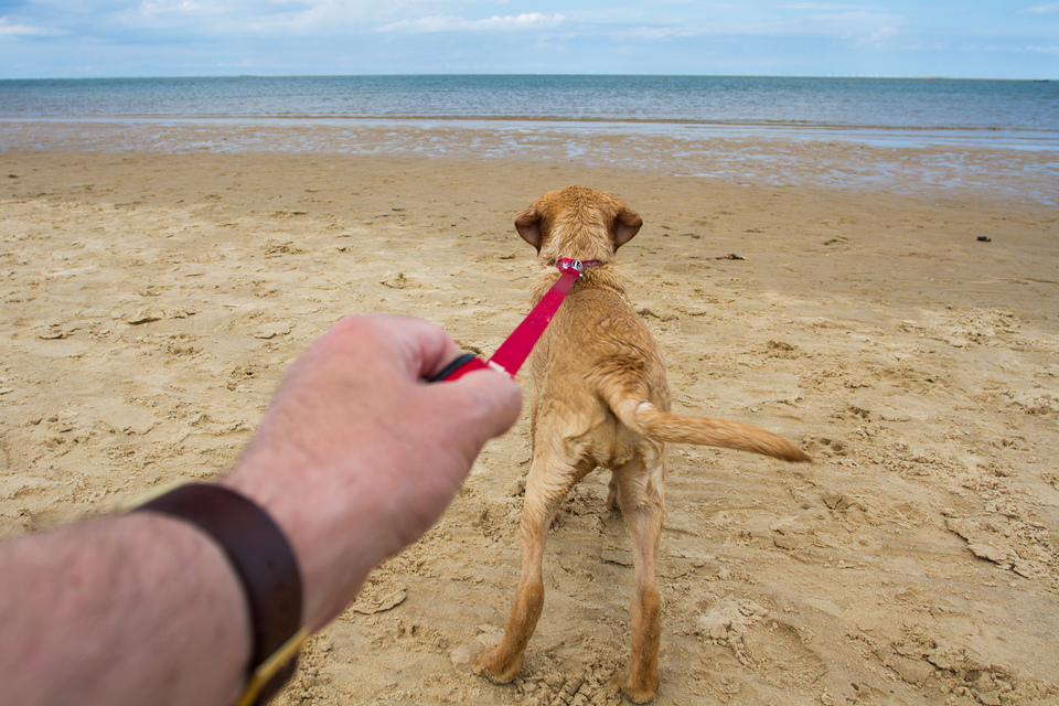 A dog on the lead on the beach