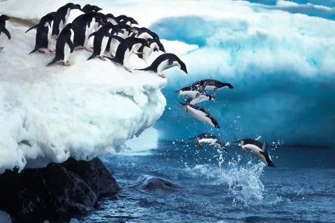 Penguins jumping into water Shutterstock image 