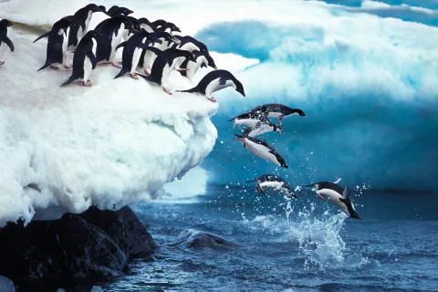 Penguins jumping into water Shutterstock image 
