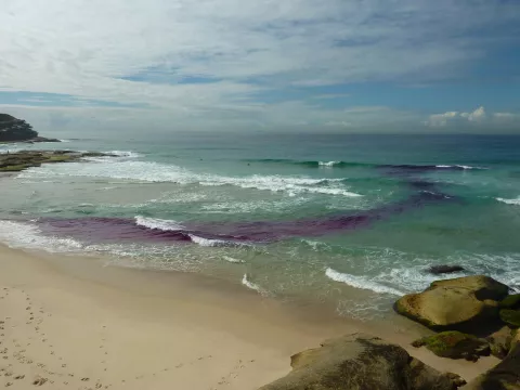 Tamarama Beach in Sydney, Picture credit: Dr Rob Brander