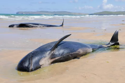 A pod of pilot whales lie stranded on a beach in Ireland