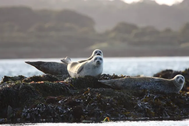 Strangford seals