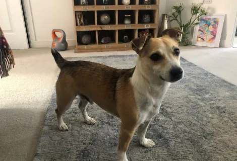 Butter wouldn't melt... luckily Bobs was soon back home safely. Picture credit: Tracy Neale