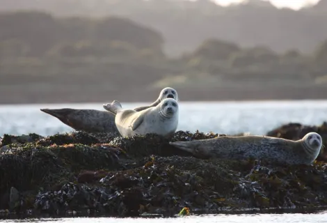 Strangford seals