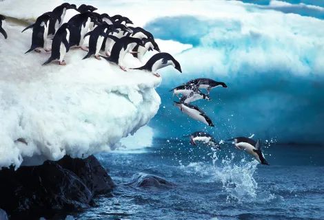Penguins jumping into water Shutterstock image 