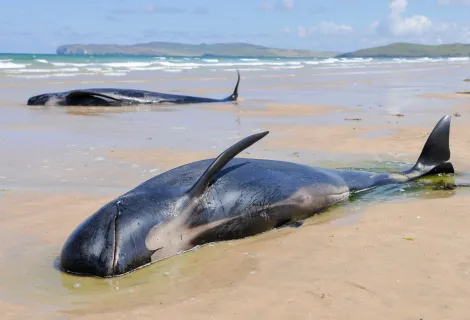 A pod of pilot whales lie stranded on a beach in Ireland