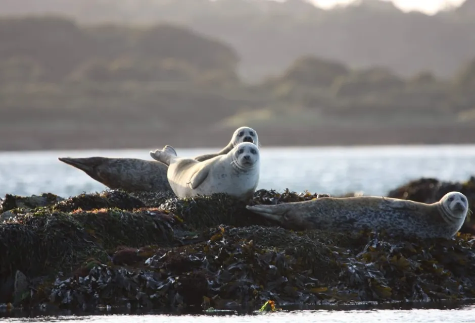 Strangford seals