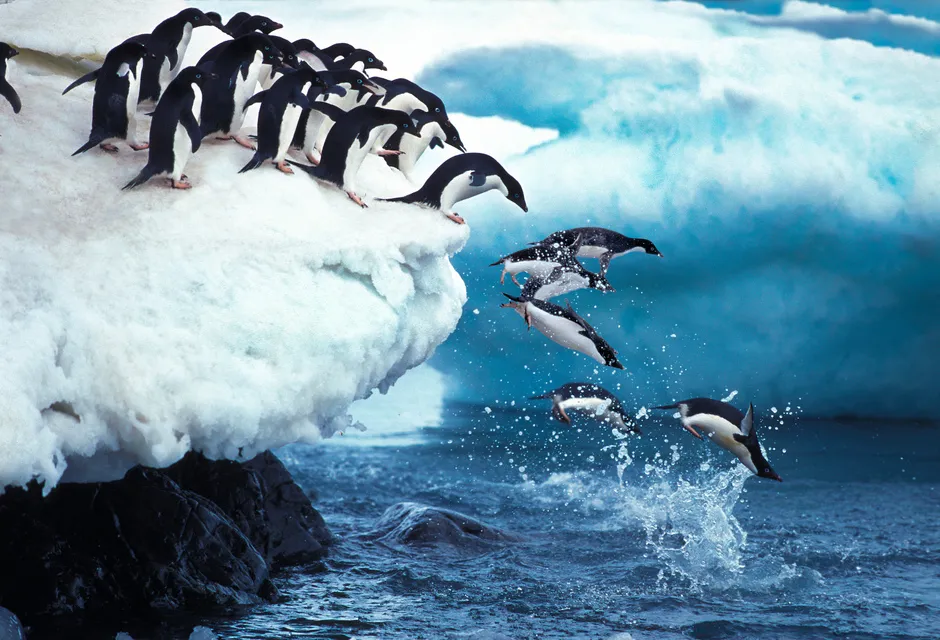 Penguins jumping into water Shutterstock image 
