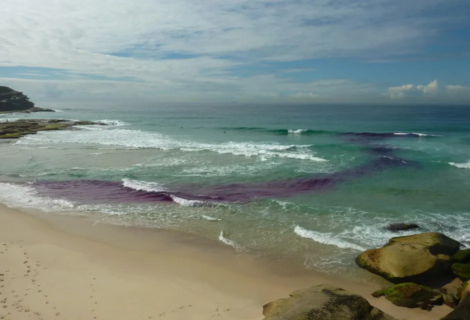 Tamarama Beach in Sydney, Picture credit: Dr Rob Brander