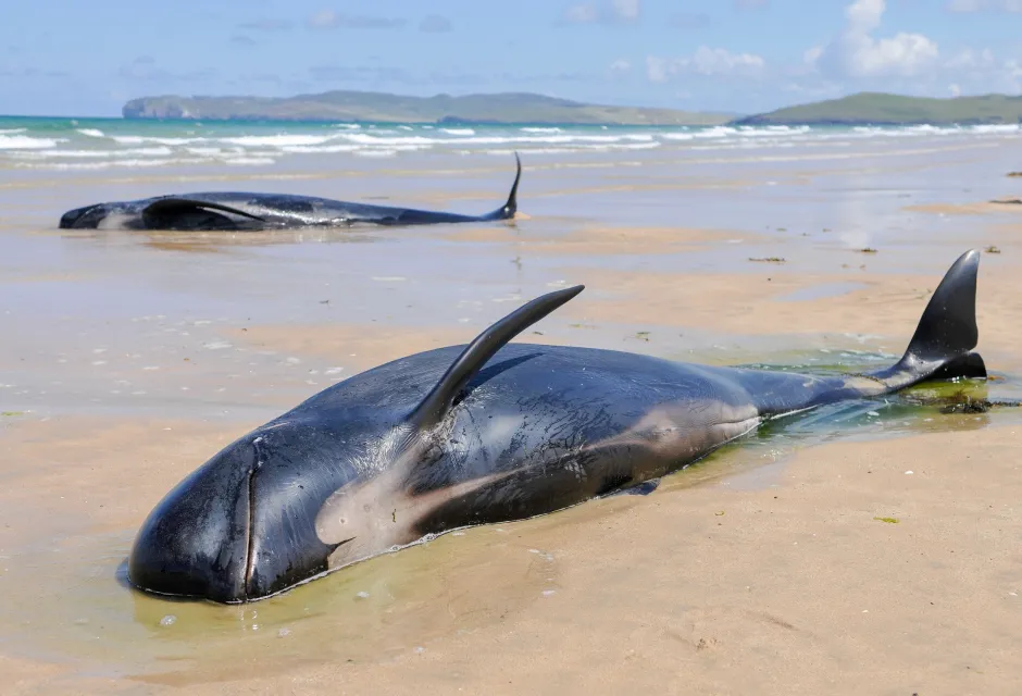 A pod of pilot whales lie stranded on a beach in Ireland