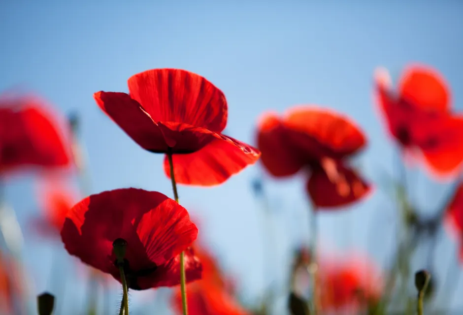 A close-up image of poppy flowers